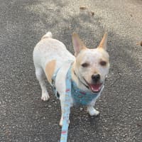 Photo of Rocco