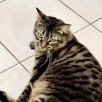 Photo of Pepper