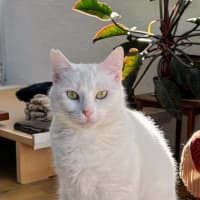 Photo of Snow White