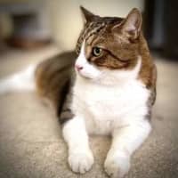 Photo of Nimbus