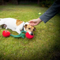 Photo of Rusty Kumara