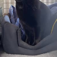 Photo of Midnight