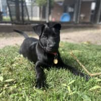 Photo of Piglet