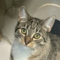 Photo of Bumblebee