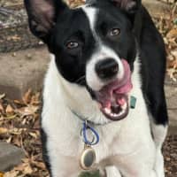 Photo of Pippa   1 Year Old Cattle Dog X