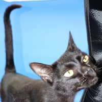 Photo of Julie   Now At Pet Quarters Glendale