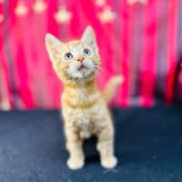 Photo of Pumpkin (Located In Preston)