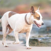 Photo of Willow