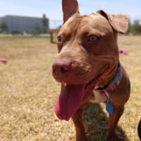 Photo of Cookie