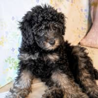 Photo of Tex