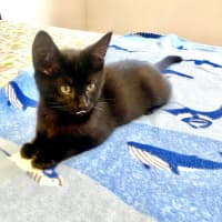 Photo of Simba & Apollo