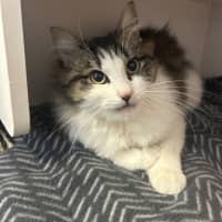 Photo of Nimbos