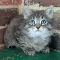 Photo of Jet