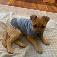 Photo of Darcy
