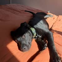 Photo of Stitch