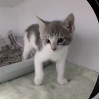 Photo of Muffin