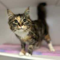Photo of Evie