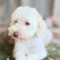 Photo of Westie