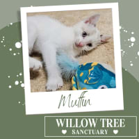 Photo of Muffin 