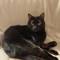 Photo of Luna  