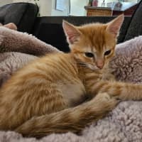 Photo of Ginger Biscuits