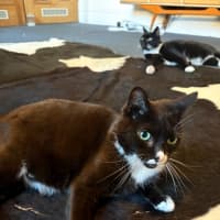 Photo of Hershey & Kiss