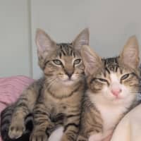 Photo of Bertie & Bolt 