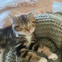 Photo of Pumpkin 