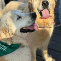 Photo of Max   8 Year Old Golden Retriever