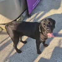 Photo of D1034 Ollie