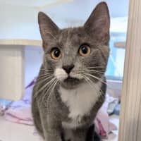 Photo of Miss Mittens
