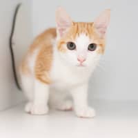 Photo of Pina Colada