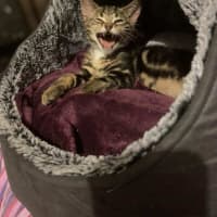 Photo of Jake The Dog