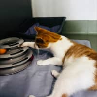 Photo of Maple