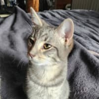 Photo of Mist