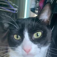 Photo of Jinx