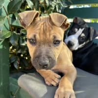 Photo of Firecracker