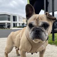 Photo of Cookie