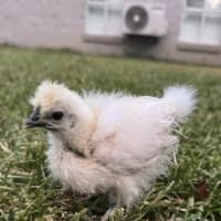 Photo of Ruffles And Puffinstuff The Roosters