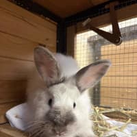 Photo of Lola