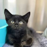 Photo of Squidly Tentacles