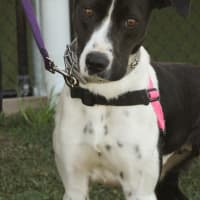Photo of Sadie