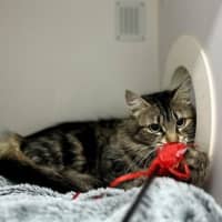 Photo of Purdy Puss 