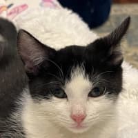 Photo of Maggie