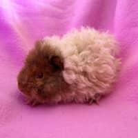 Photo of Peanut