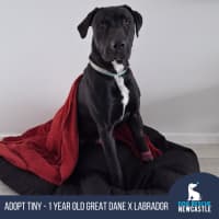 Photo of Tiny   1 Year Old Great Dane X Labrador (Trial)