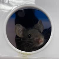 Photo of Stilton