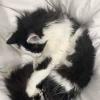 Photo of Leeson