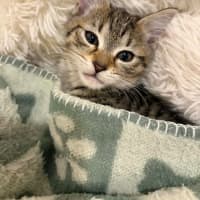 Photo of Gnocchi 