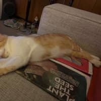 Photo of Olivia O'cleary